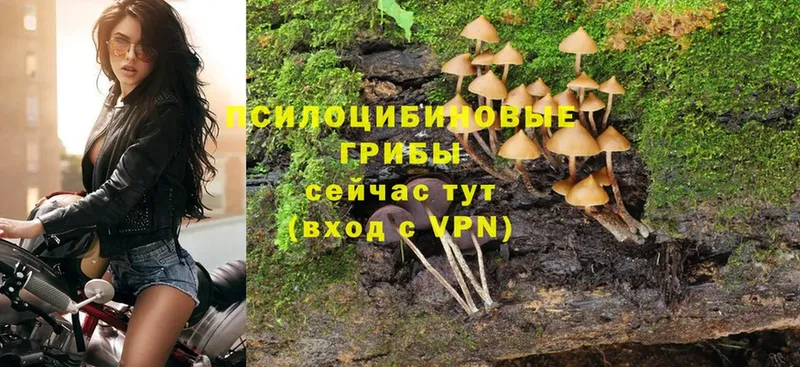 MEGA ССЫЛКА  Саратов  Галлюциногенные грибы Magic Shrooms  как найти закладки 